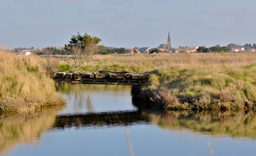 Cardinal Jardin Olonne-sur-Mer