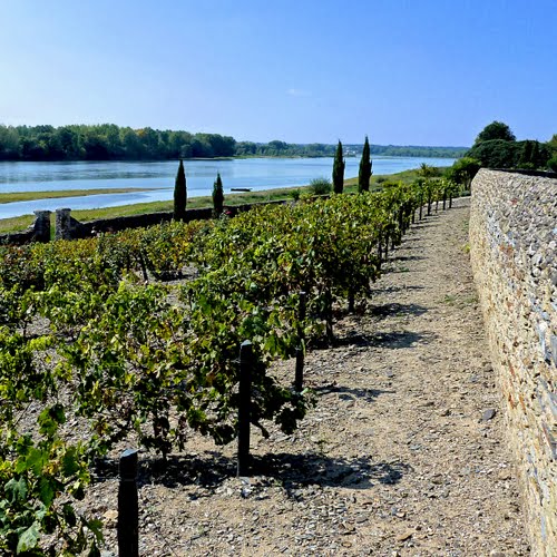 JARDINS DOMINIQUE POIRIER Sainte-Gemmes-sur-Loire