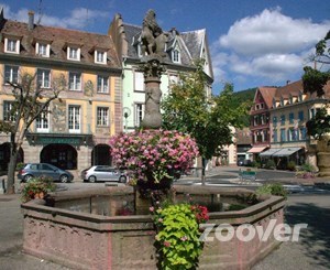 Bombylius Saint-Dié-des-Vosges