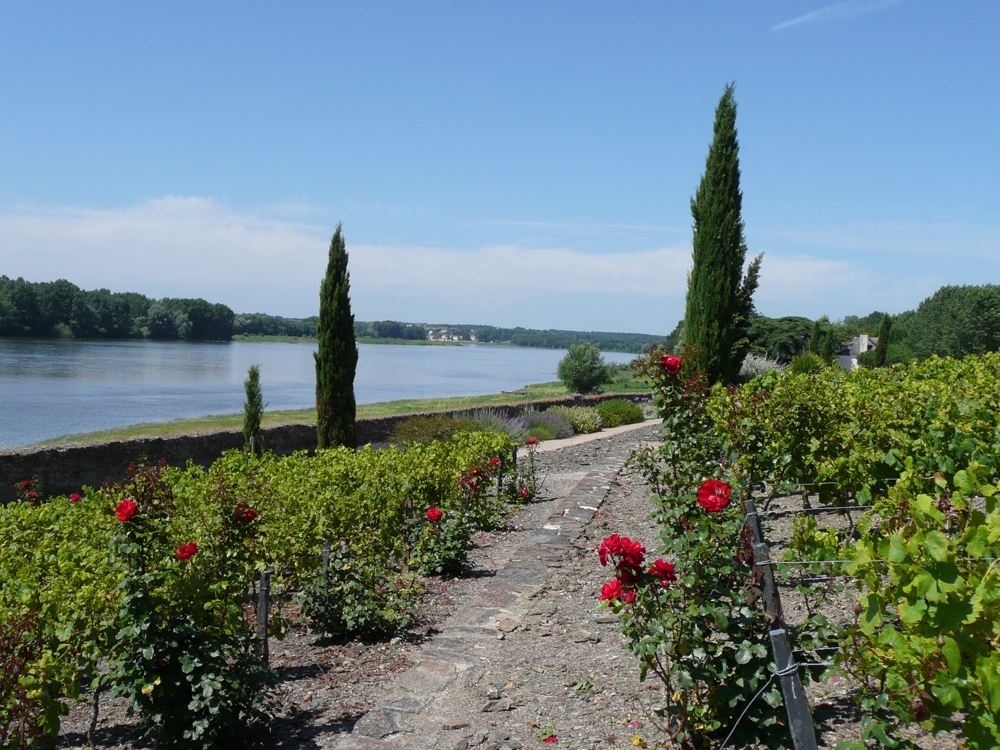 Actuel Paysage Sainte-Gemmes-sur-Loire