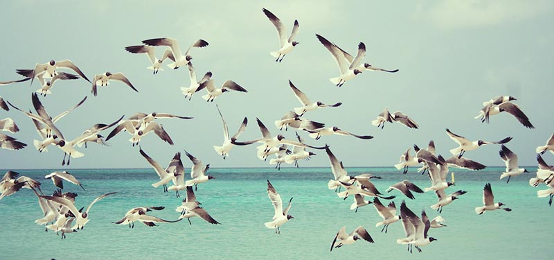 Nat Paysage Mouettes