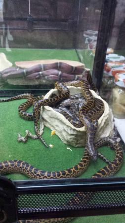 Girol Eric Mescoules